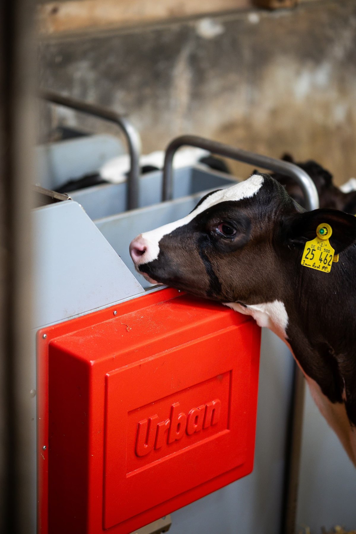Kalb an der Nuckeltränke einer Tränkestation