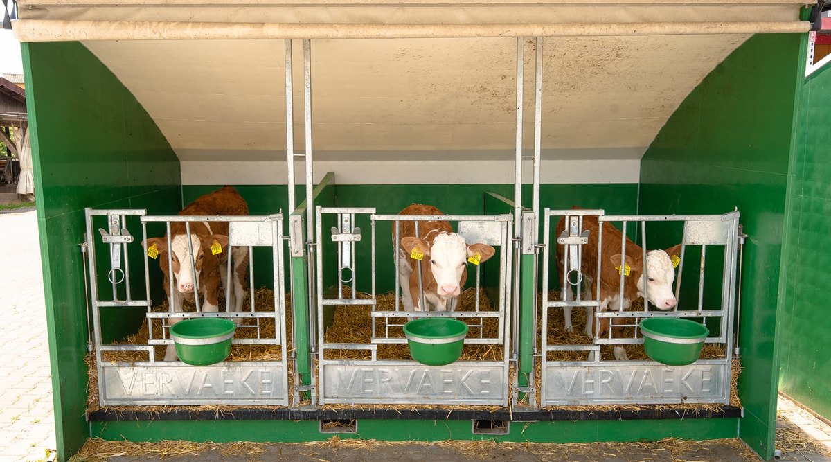 Kälber in Einzelboxen mit Tränkeeimern und Fressgittern