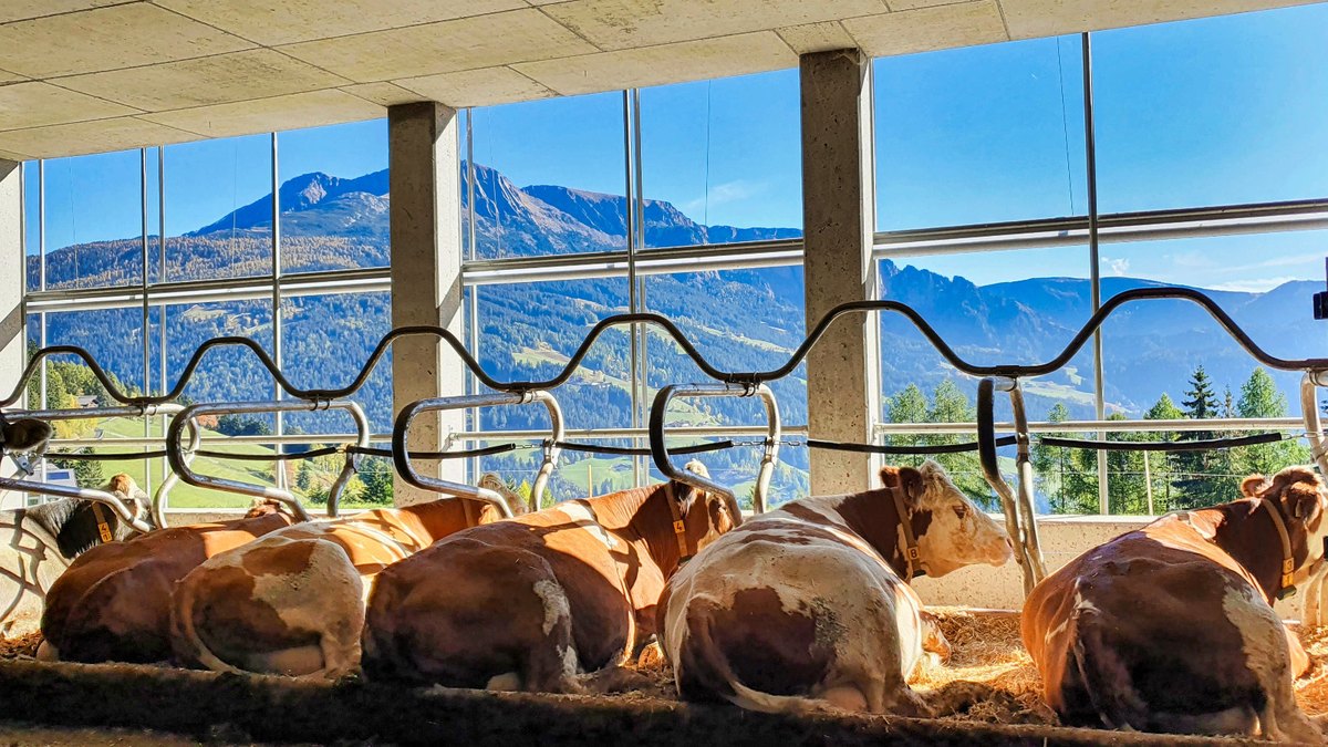 Liegende Fleckvieh-Kühe im Laufstall, dahinter eine Fensterfront mit Bergblick